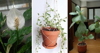 Cerchi una pianta da appartamento resistente? Con queste 7 specie il successo è assicurato!