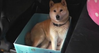 Questo cane ama viaggiare in una scatola: il padrone gli prepara uno scherzo GENIALE