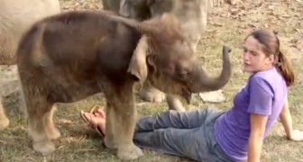 Als dit meisje tussen de olifanten gaat zitten, is het kleinste olifantje heel nieuwsgierig naar haar neus!