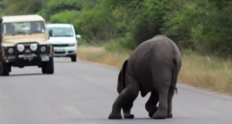 Un elefante se desmaya en medio de la calle: la reaccion de su familia es inimaginable