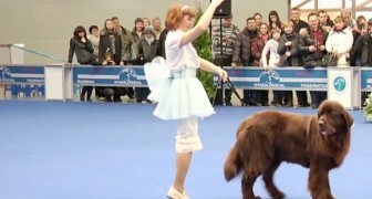 Zij begint met dansen, maar haar gigantische hond is de ster van de show!