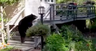 A big bear is on the back porch... but the reaction of the grandmother is EPIC !