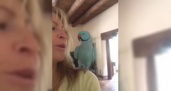 Dit gesprek tussen een vrouw en haar papegaai zal je verbaasd doen staan!
