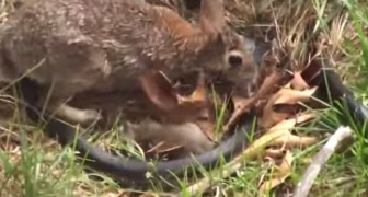 Un serpente cattura un piccolo di coniglio, ma quando arriva la madre le cose cambiano!