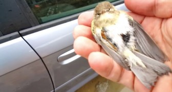Er findet einen sterbenden Vogel auf dem Auto: Was er macht, ist SÜSS