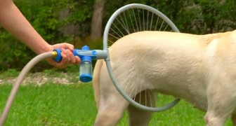Questa invenzione GENIALE faciliterà la vita dei cani e dei loro padroni... Wow!
