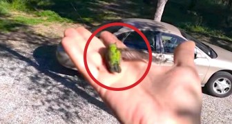 Toma en la mano a un colibri casi por morir: el modo en que lo ayuda los conmovera