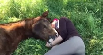 They lie down on the grass to take a nap... the affection of this horse is ADORABLE