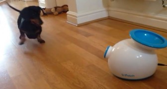 It seems a cleaning machine, but instead it has been created for the DOG. Look at how he uses it!