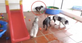 juegos para perros en parques