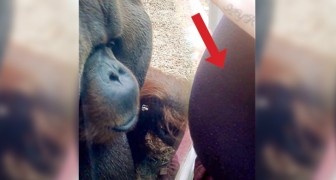Hon närmar sig med sin mage... och titta på vad orangutangen gör!