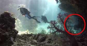 Dem åker på semester till Fijiöarna: det som dem filmar under vattnet är förtrollande
