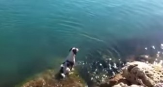 A dog is waiting for his friends on a rock, look how he greets them ... Wow!