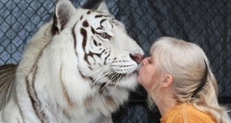De relatie van deze vrouw met haar GIGANTISCHE tijgers is ongelooflijk!