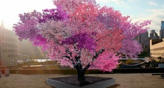 Questo albero è bellissimo, ma sono i frutti che produce a renderlo unico al mondo
