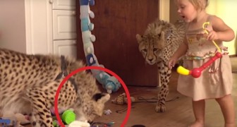 2 cuccioli orfani di ghepardo vengono adottati: il loro rapporto con i bambini è pazzesco