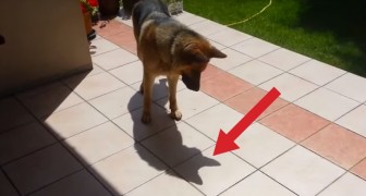 Un Berger Allemand Decouvre Son Ombre Sa Reaction Est Trop Drole Regardecettevideo Fr