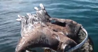 Een visser ziet iets bewegen in het meer: in deze video zie je hoe hij een majestueus dier weet te redden!