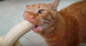 This cat's favourite food? you will not believe it