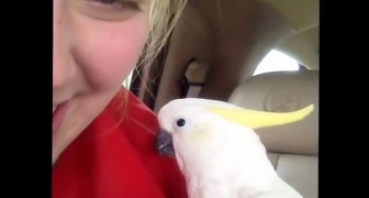 När ni tittar på hur denna papegoja leker kommer ni inte kunna motstå att skratta!