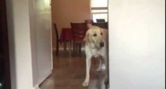 Ce chien est terrorisé par la moquette, mais sa manière de dépasser sa peur est hilarante!
