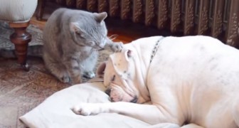 Hunden sover djupt: det som katten gör kommer att värma hjärtat på er