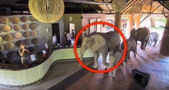 Een kudde olifanten betreedt het resort: elk jaar weten zij de gasten van het resort versteld doen staan...
