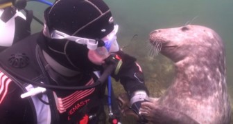 La foca se acerca al buzo para preguntarle algo...Cuando entiende que es, no lo creeran!