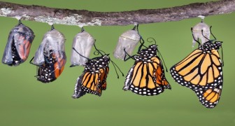 Farfalle Monarca: godetevi passo passo la metamorfosi della bellezza