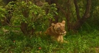 Una leonessa si riunisce col branco dopo vari giorni di separazione: il momento è TOCCANTE