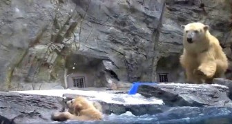A baby polar bear falls into the icy water, but his mommy is there to rescue him !