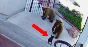 2 Bären nähern sich einem Haus, aber was die kleine Bulldogge macht, ist überraschend