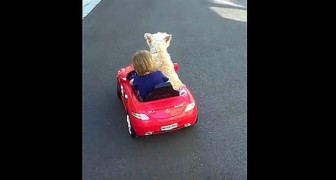 Das Kind will das Auto lenken, doch sein Hund hat was anderes vor....