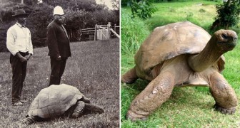 La même tortue apparaît dans une photo de 1902 et une de 2014
