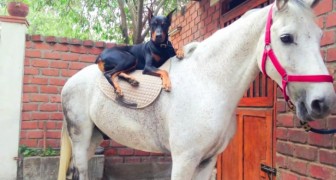 Deze hond wordt de 'paardenfluisteraar' genoemd: in deze video zie je waarom!