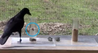 Questo corvo non può raggiungere il cibo nel tubo, ma poi trova una soluzione geniale