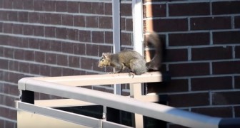 Vanaf een balkon op de 21ste verdieping filmen ze een eekhoorn: kort daarna SCHREEUWEN ze het uit!