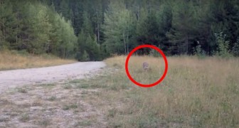 A cyclist notices movements in the grass: someone is following him - and it's not good news!