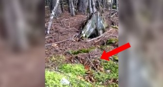 Kijk goed naar de grond onder de bomen: deze video bezorgt je kippenvel!