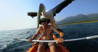 Un hombre salva un pelicano herido de 3 meses: hoy su union es inimaginable