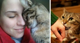 10 Handlungen, durch die die Katze uns ihre Liebe mitteilt, ohne dass wir es merken