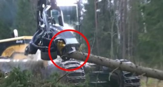 The way this machine breaks up tree trunks in seconds is amazing !!
