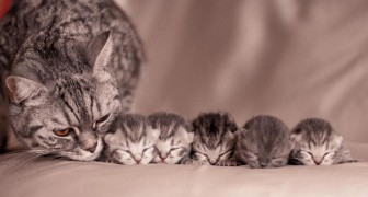 Des Photos D Une Douceur Extraordinaire Entre Maman Chat Et Leurs Petits Adorables Curioctopus Fr