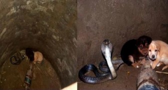 2 cuccioli cadono in un pozzo insieme a un cobra: la sua reazione stupisce tutto il villaggio