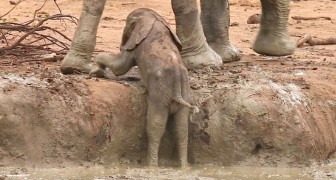 Un elefantino è intrappolato e chiede aiuto, la risposta del branco vi lascerà senza parole