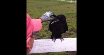 Un cuervo se posa sobre una cerca y croa por horas: al final entienden el motivo...!
