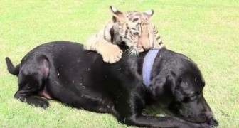 Un cachorro de tigre es rechazado por su madre, pero lo que hace el labrador les derretira el corazon