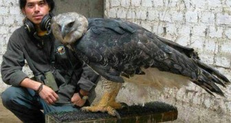 Voici l'aigle le plus grand et le plus puissant du monde: découvrez ses armes redoutables