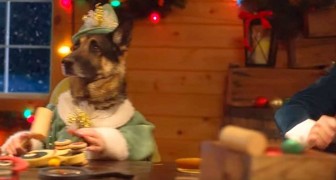 These furry friends show you the true Christmas spirit ... in their own way!