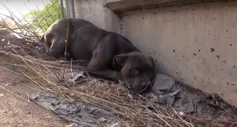 Deze hond leeft gevaarlijk dicht in de buurt van een snelweg en wordt op spectaculaire wijze gered